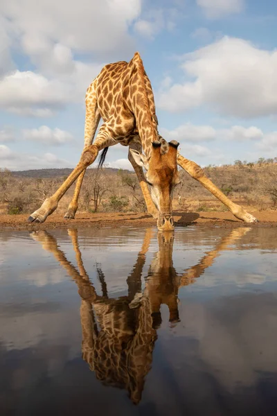 Jirafa acostándose para beber de una piscina — Foto de Stock