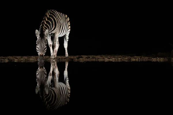 Зебра пьет из бассейна ночью — стоковое фото