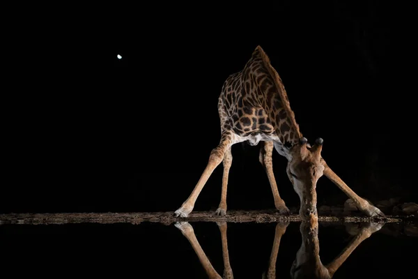 Jirafa bebiendo de una piscina en la noche a la luz de la luna — Foto de Stock