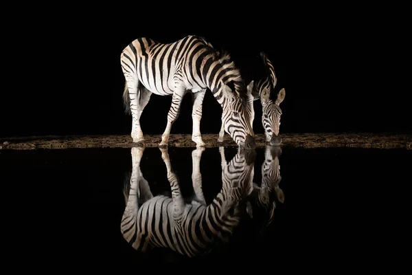 Gecenin bir yarısı havuzdan su içen iki zebra.