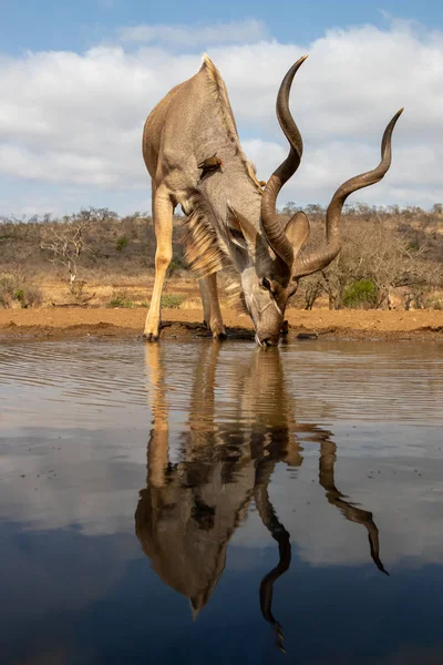 Vista lateral de una nyala bebiendo de una piscina — Foto de Stock