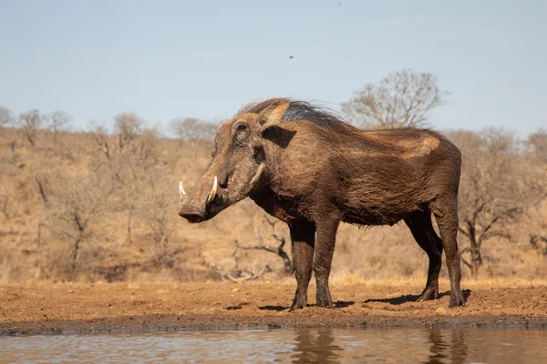 Warthog stojí u bazénu. — Stock fotografie