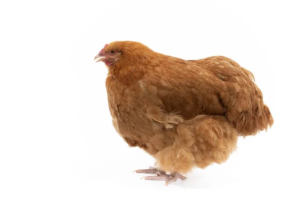 Buff Orlington母鸡在演播室里摆姿势 免版税图库图片