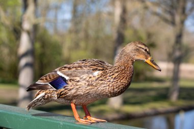 Köprü korkuluklarında duran bir yaban ördeğinin yakın plan görüntüsü