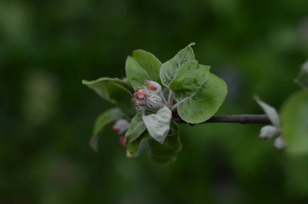 Spring foliage. nature — Stock Photo, Image