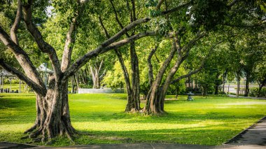 Ağaç ve çim arka plan yeşil Park