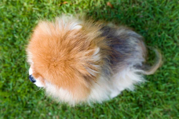 Pommerscher Hund, Draufsicht — Stockfoto