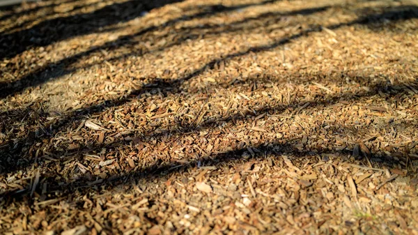 Dry Leaves with Tree Shadow Background