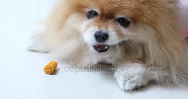 Hungry Pomeranian Dog Eating Food or Snack for Dog — Stok Video