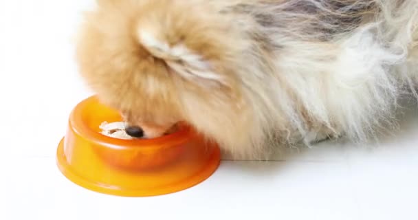 Hambriento perro comiendo comida de tazón — Vídeos de Stock