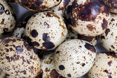 Taze bıldırcın yumurtası grup arka plan olarak