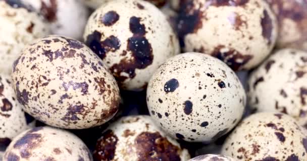 Bıldırcın yumurtası veya kuş yumurtaları, makro çekim döndürme — Stok video