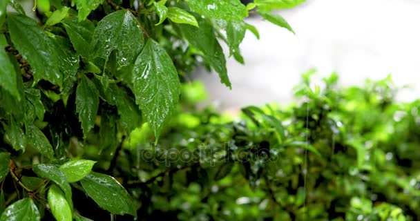 Folhas verdes com gotas de chuva na floresta tropical — Vídeo de Stock