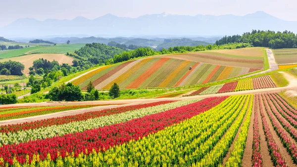 Champ de fleurs colorées panoramiques en été, Hokkaido Japon — Photo