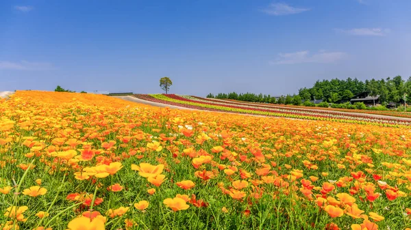 Campo de flores colorido panorâmico no verão, Hokkaido Japão — Fotografia de Stock