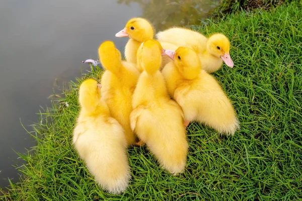 Group of Yellow Ducks on Green Grass