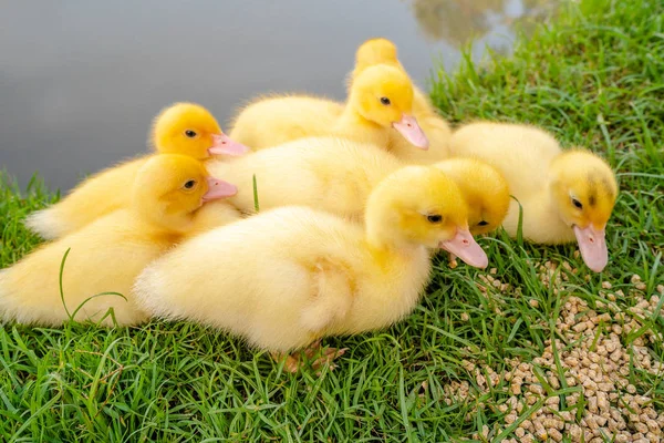 Bir grup Sarı Ördek Yemek Yiyen — Stok fotoğraf