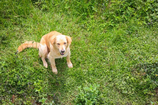 Golden retriever sentado en la hierba en el patio . — Foto de Stock