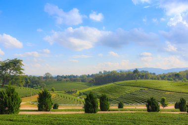 Yeşil çay plantasyon Bahçe peyzaj, hill ekimi