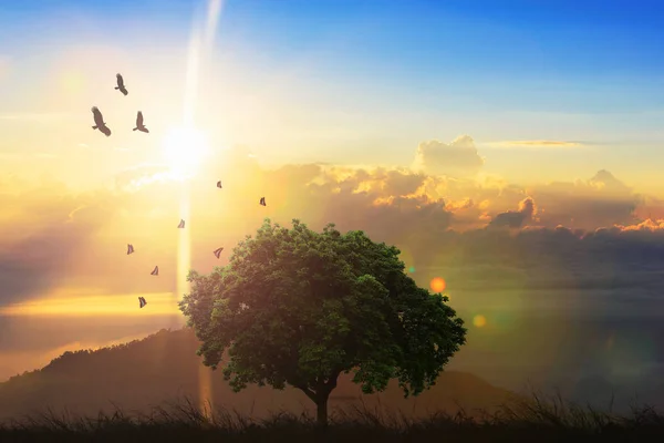 Un copac singuratic pe un deal în timpul apusul soarelui. Un apus de soare frumos printre — Fotografie, imagine de stoc