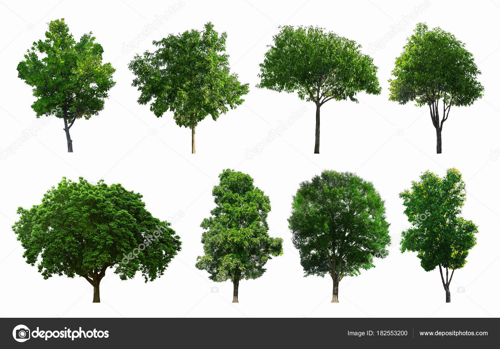 Conjunto de árboles fotos de stock, imágenes de Conjunto de árboles sin  royalties | Depositphotos
