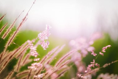 Akşam sırasında çiçekli closeup çayır.