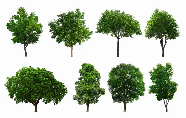 Las colecciones de árboles verdes aislados. con la ruta de recorte — Foto de Stock