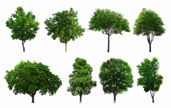 The Collections of green trees isolated. with clipping path