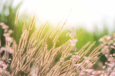 Akşam sırasında çiçekli closeup çayır.