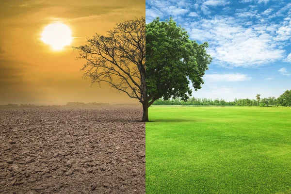 Konzept Der Globalen Erwärmung Ein Baumbild Das Zeigt Wie Trockenes — Stockfoto