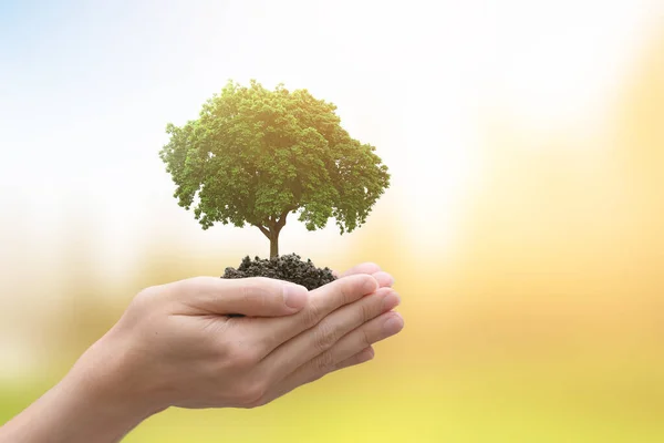 Tangan Pohon Bibit Tumbuh Latar Belakang Hijau Bokeh Hari Bumi — Stok Foto