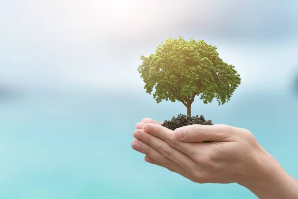 Hands Trees Growing Seedlings Bokeh Blue Sea Background Earth Day — Stock Photo, Image