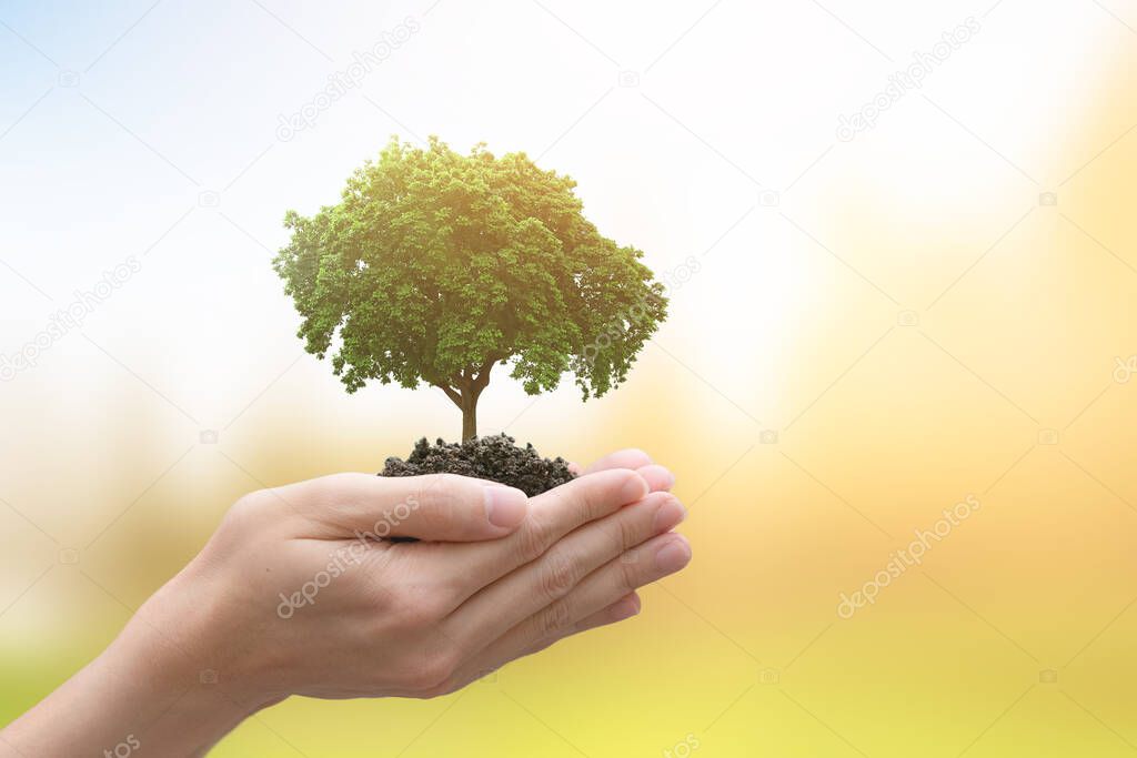 Hands of trees growing seedlings. bokeh green background. Earth Day in the concept.
