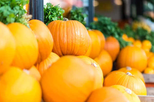 Bekleyen Halloween kabaklar