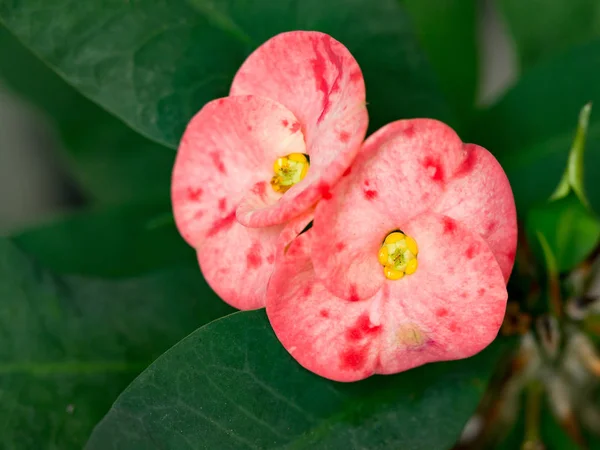 Vaaleanpunainen kruunu piikkejä (Kristus Thorn tai Poi Sian) kukka vihreä lehti . — kuvapankkivalokuva