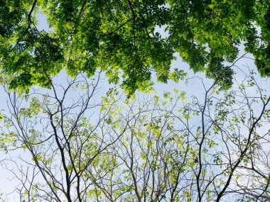 İlkbahar doğada mavi gökyüzü ile karşı dallı ağaç. Sezon değişikliği kavramı.