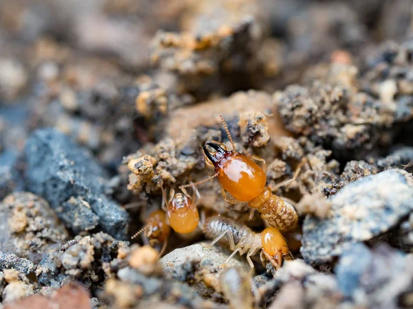 Gros plan termites ou fourmis blanches détruites . — Photo