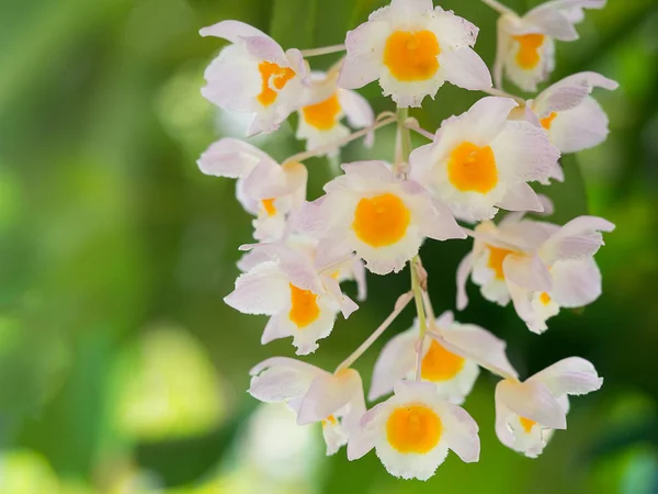 Beyaz ve sarı orkide çiçek (Dendrobium primulinum) doğada.