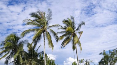 Rüzgarda sallanan mavi gökyüzü ile Hindistan cevizi ağacı doğaya karşı.