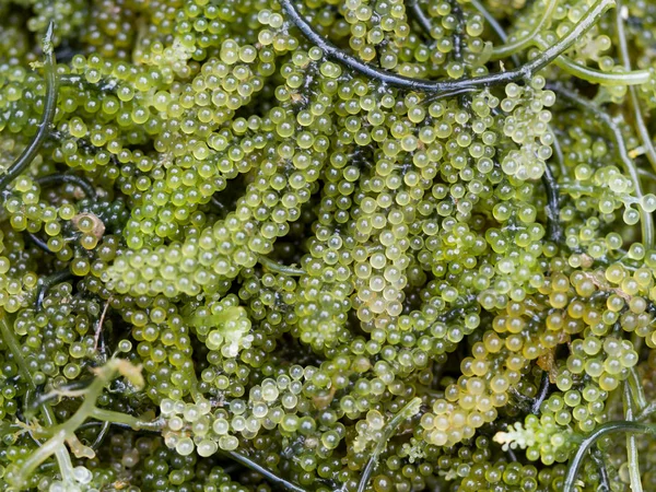 Sea grapes or green caviar or Umi budo or Caulerpa lentillifera seaweed. Natural healthy raw food from sea.