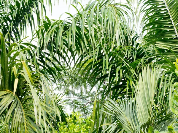 Πράσινα φύλλα φοινικών καρύδων και υποκατάστημα φόντο. Ο φοίνικας είναι τροπικό φύλλωμα φυτό με πτεροειδή φύλλα. — Φωτογραφία Αρχείου
