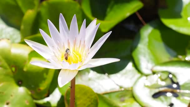 池塘里一只蜜蜂在荷花周围飞舞 快乐地把蜜蜂从白紫色荷花中吸蜜花粉关起来 — 图库视频影像