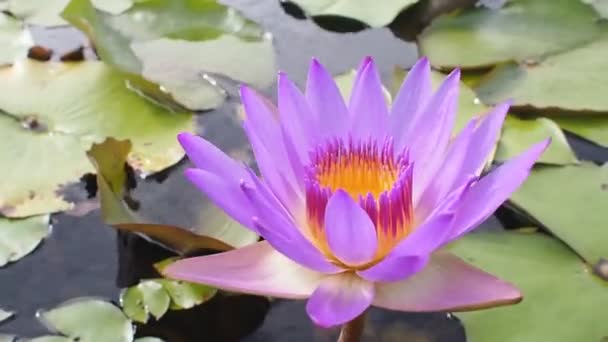 Zamknij Piękne Purpurowy Płatek Kwiat Lotosu Pyłku Przed Wiatrem Stawie — Wideo stockowe