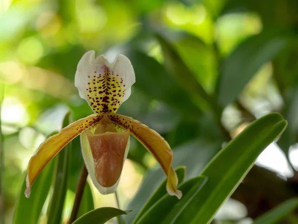 Orchidée Locale Blooming Lady Slipper Fleur Orchidée Paphiopedilum Venus Chaussure — Photo