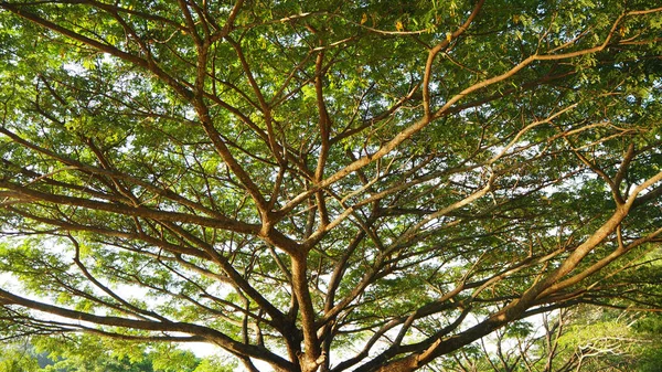 Grote Natuur Groene Boom Met Tak Vergroten Het Bos Oude — Stockfoto