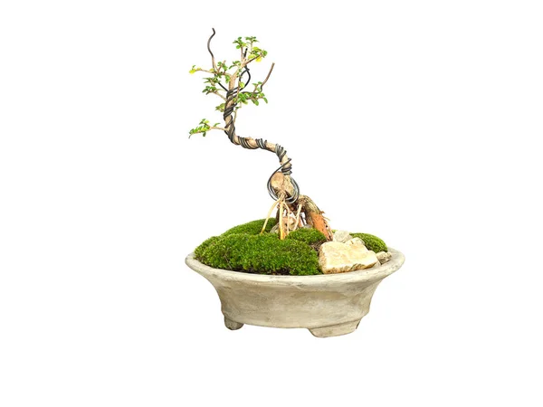 Pequeño Bonsái Verde Aislado Sobre Fondo Blanco Bonsai Una Forma — Foto de Stock