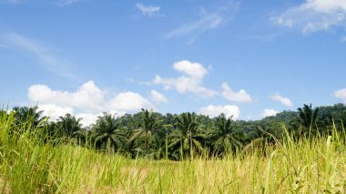Kırsal manzaralı yeşil palmiye ağacının mavi gökyüzü manzarası.