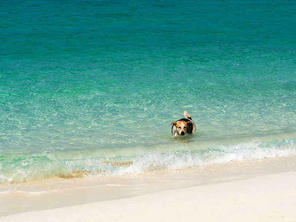 Happy Dog Crystal Turquoise Green Sea Ocean Clear Water Lipe — ストック写真