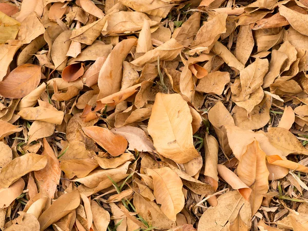 Textur Des Braunen Herbstes Trockene Blätter Fallen Auf Den Boden — Stockfoto