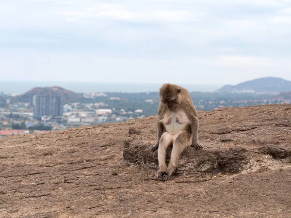 Old female monkey sitting sad on rock at top mountain with blur city view background.